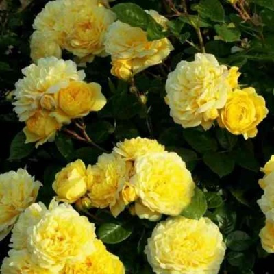 Роза АНИ ДЮПРЕЙ флорибунда в Курске