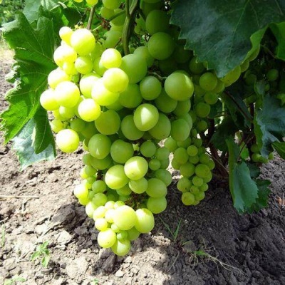 Виноград БОЯРИН в Курске