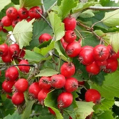 Боярышник СВАЯК в Курске