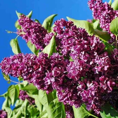 Сирень ЧАРЛЬЗ ДЖОЛИ в Курске