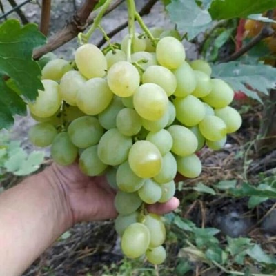 Виноград ВАНЮША в Курске