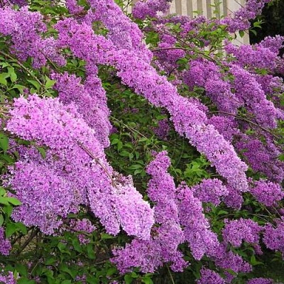 Сирень КИТАЙСКАЯ в Курске