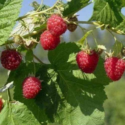 Малина КОЛОКОЛЬЧИК в Курске