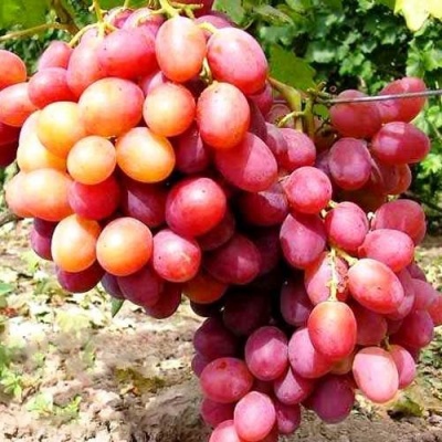 Виноград АНЮТА в Курске