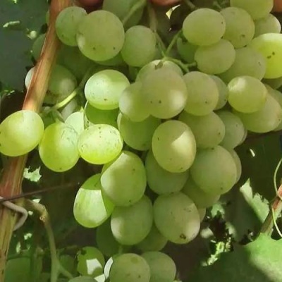 Виноград СВЕТЛАНА в Курске