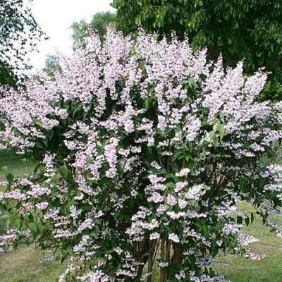Дейция РОЗЕА ПЛЕНА в Курске