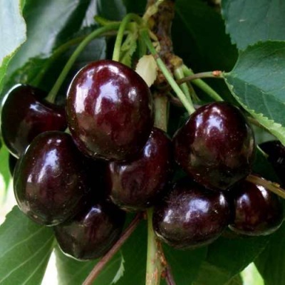 Черешня СВИТХАРТ в Курске