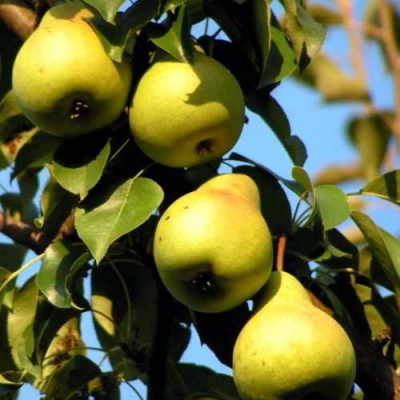 Груша НЕЖНОСТЬ колонновидная	 в Курске