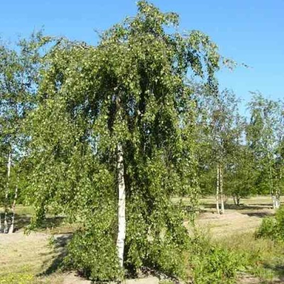 Береза повислая в Курске