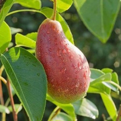 Груша ЯКОВЛЕВСКАЯ в Курске