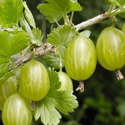 Крыжовник УРАЛЬСКИЙ ИЗУМРУД в Курске