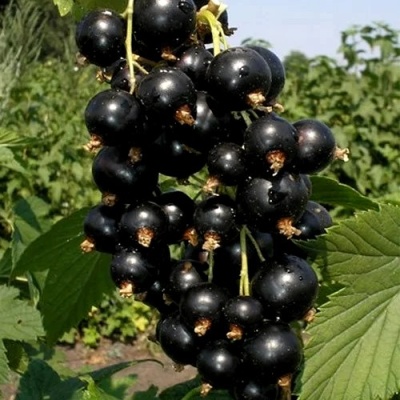 Смородина чёрная ВИНОГРАДНАЯ в Курске