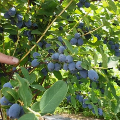 Жимолость съедобная КЛУБНИЧНАЯ СЕНСАЦИЯ в Курске