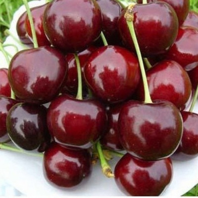 Черешня БУРЛАТ в Курске