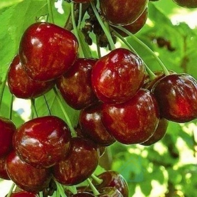 Черешня БУРЛАТ в Курске