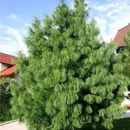 Сосна гриффита в Курске