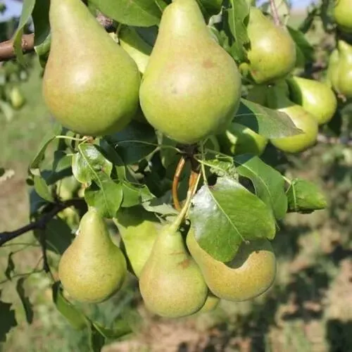 Груша БОГАТЫРЬ колонновидная в Курске