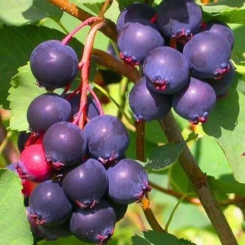 Ирга КРАСНОЯРСКАЯ в Курске