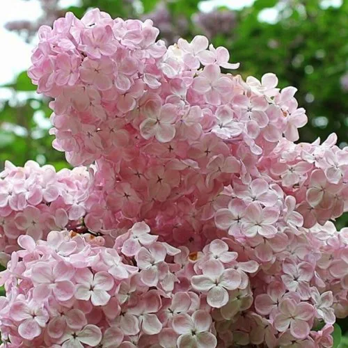 Сирень ВЕЧЕРНИЙ ЗВОН в Курске