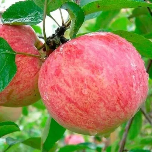 Яблоня КОРИЧНОЕ ПОЛОСАТОЕ в Курске