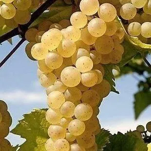 Неукрывные сорта  в Курске