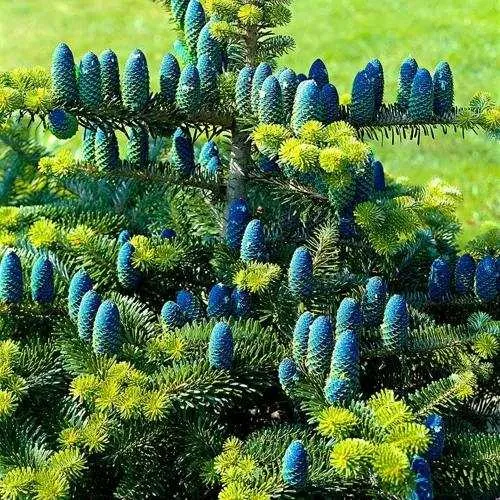 Пихта корейская  в Курске