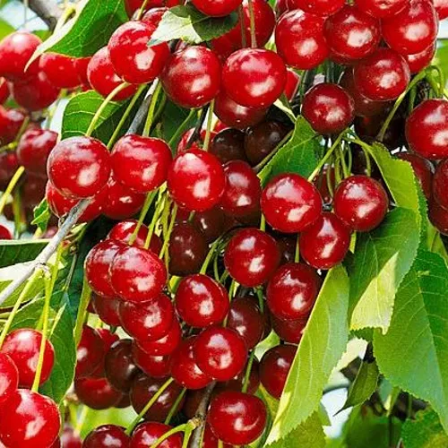 Вишня БРУСНИЦЫНА степная в Курске