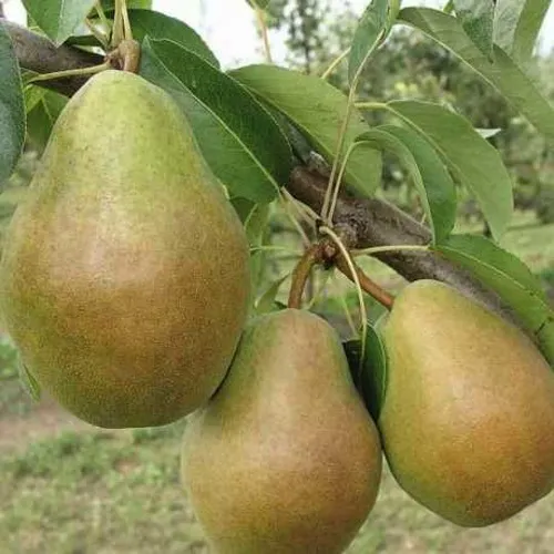 Груша СТАРИЙСКАЯ в Курске