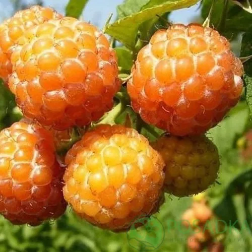 Малина КУМБЕРЛЕНД желтая в Курске