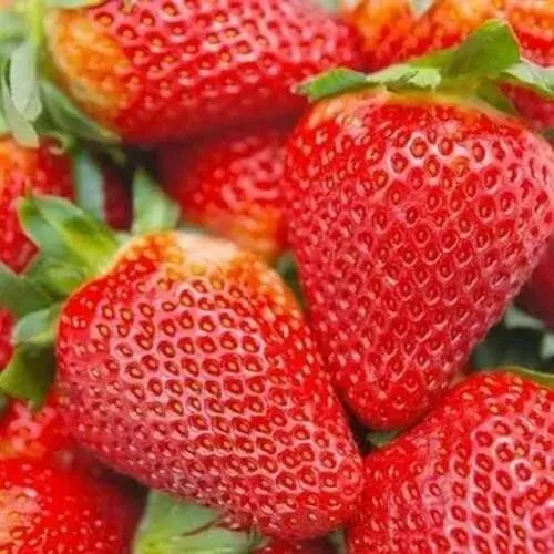 Клубника АЛЬБИОН ремонтантная в Курске