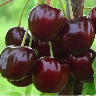 Саженцы черешни оптом в Курске
