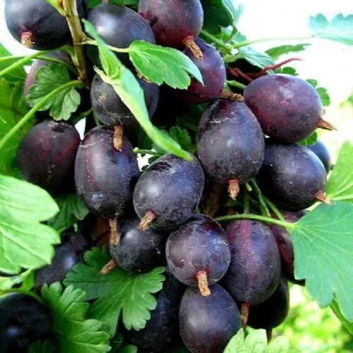 Крыжовник ЧЕРНОМОР в Курске