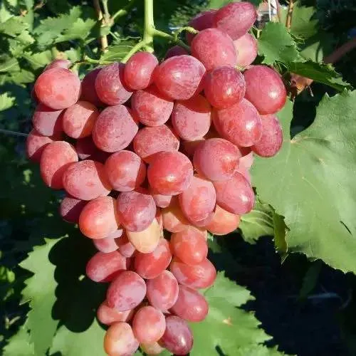 Виноград КИШМИШ ЗАПОРОЖСКИЙ в Курске
