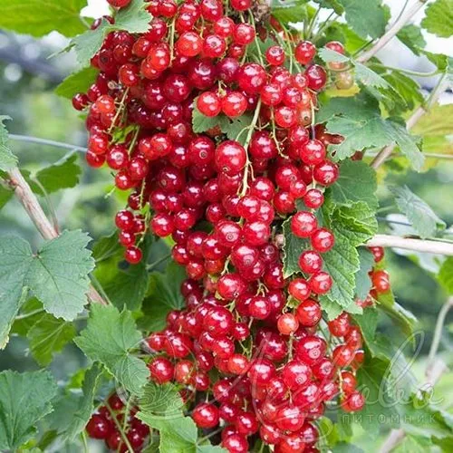 Смородина красная РЕД ЛЕЙК в Курске