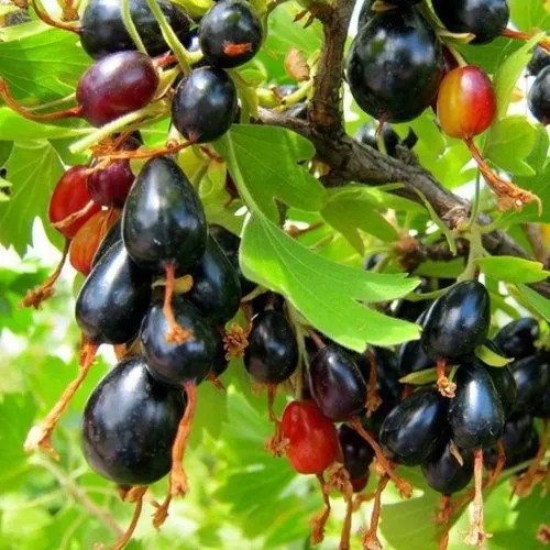 Смородина золотистая БОКАЛИНСКАЯ в Курске