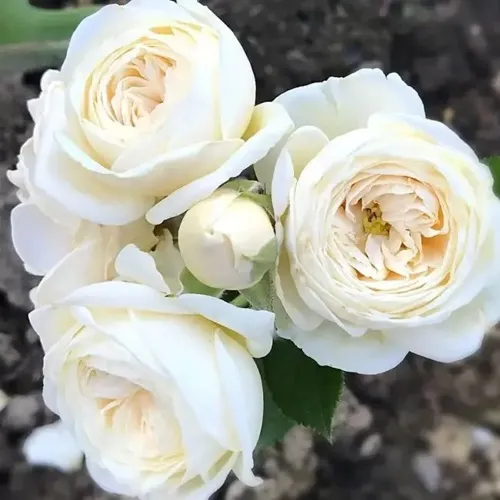Роза АРТЕМИС шраб в Курске