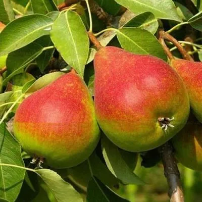 Саженцы груши оптом в Курске