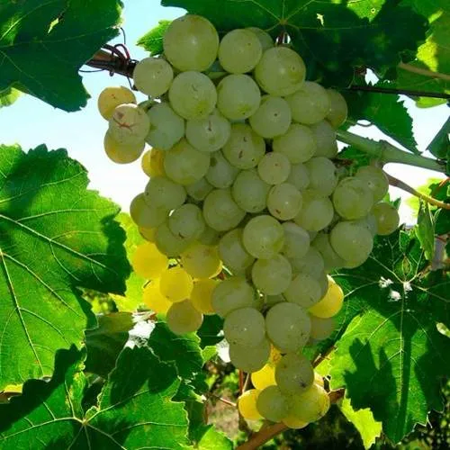 Виноград КИШМИШ МУСКАТНЫЙ в Курске